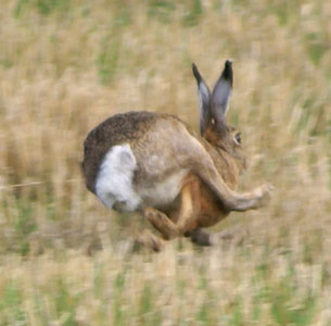 hare